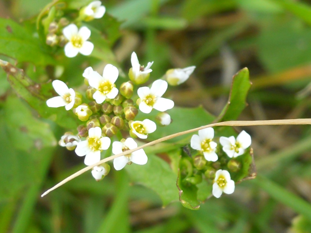 Calepina irregularis